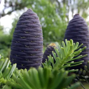 abies-koreana-korean-fir-seeds.jpg