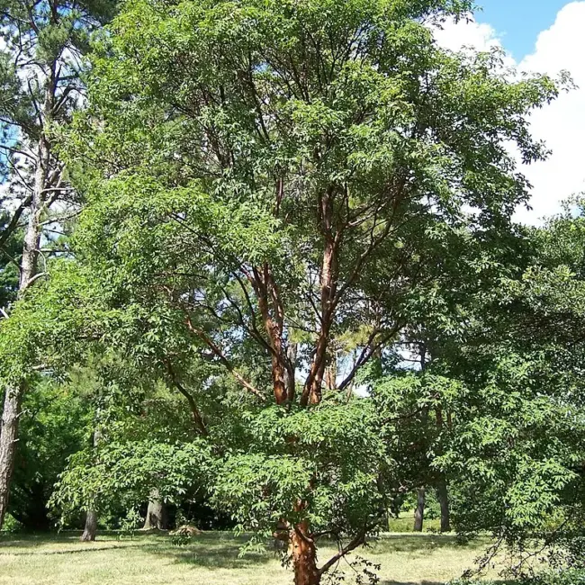 Paperbark Maple Seeds - Image 4