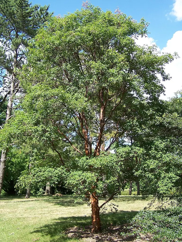 Paperbark Maple Seeds - Image 4