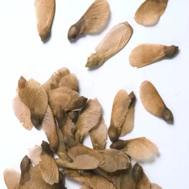 Red Maple Seeds - Image 4
