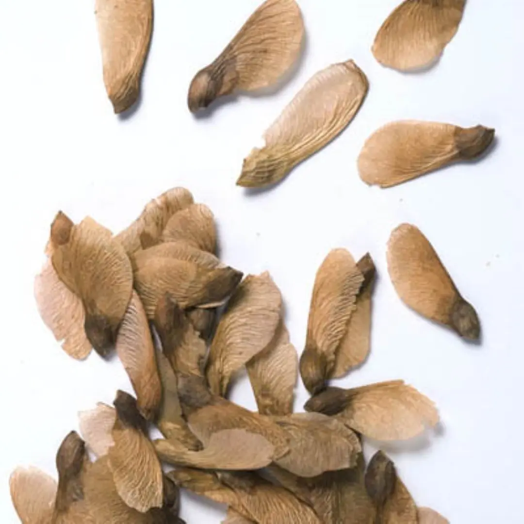 Red Maple Seeds - Image 4
