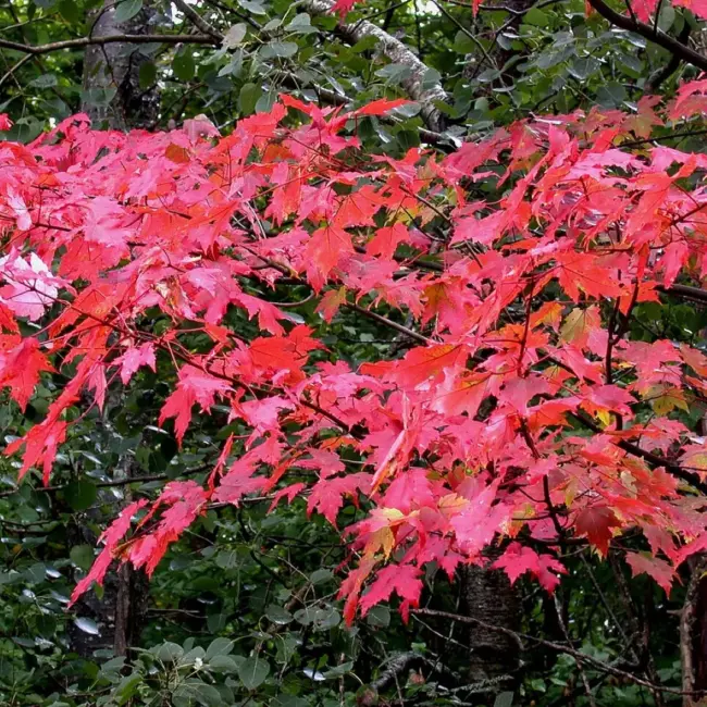 Red Maple Seeds - Image 2