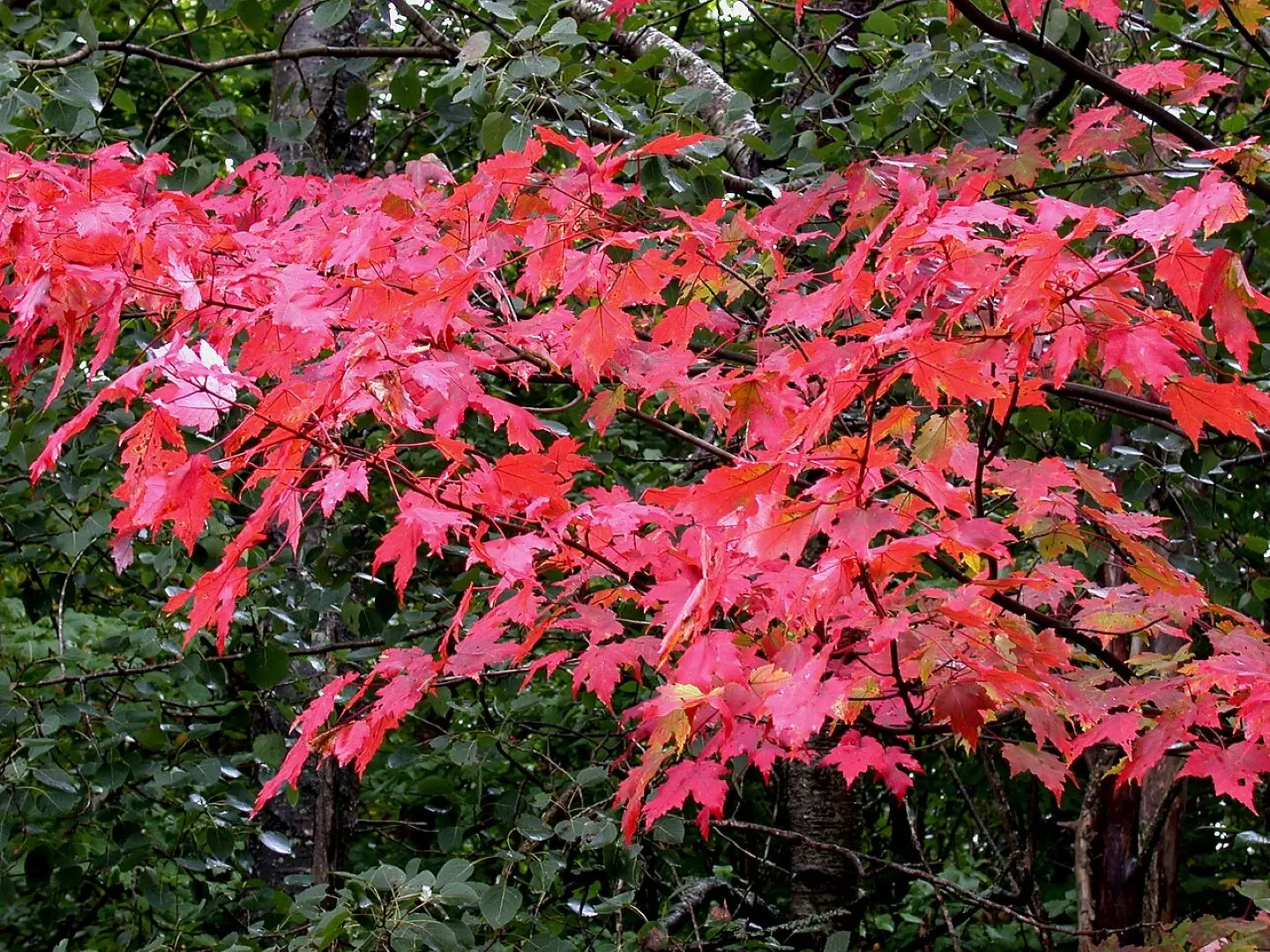 Red Maple Seeds - Image 2