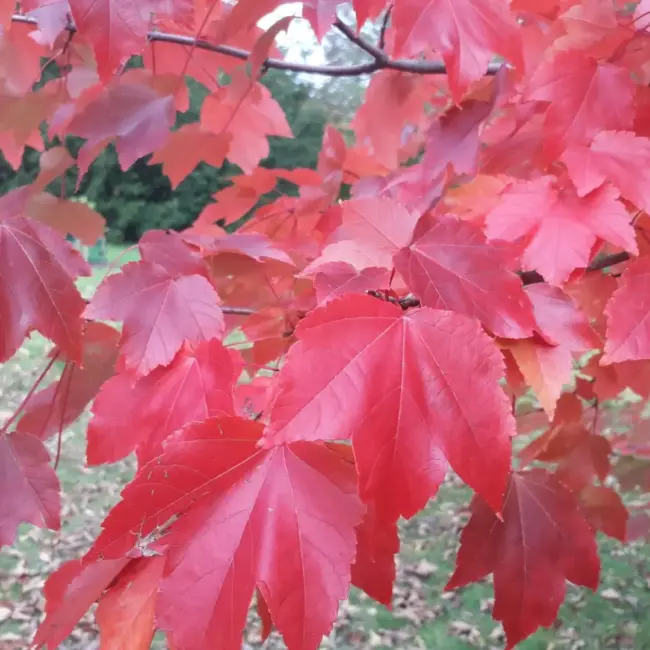 Red Maple Seeds - Image 3