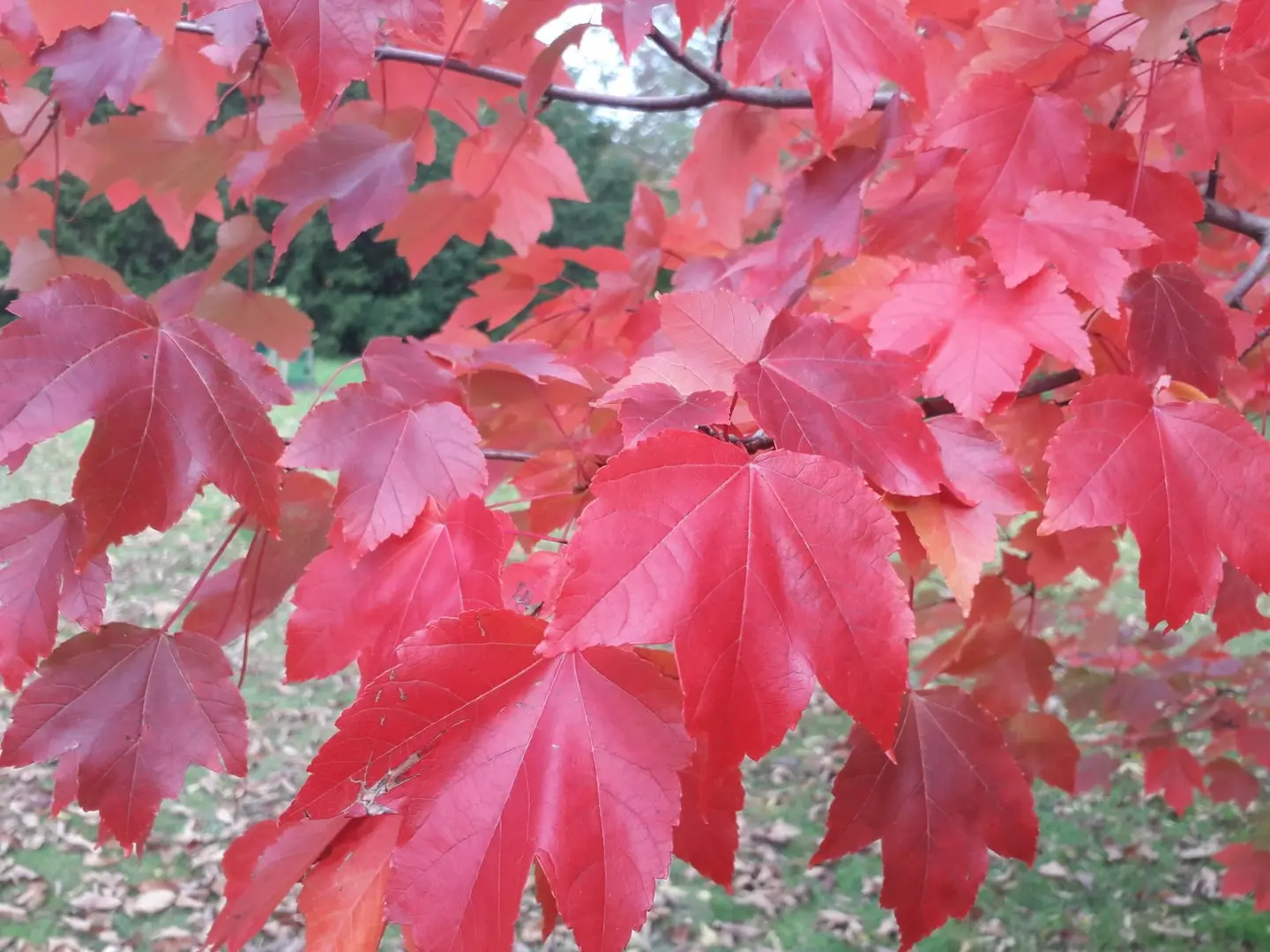 Red Maple Seeds - Image 3