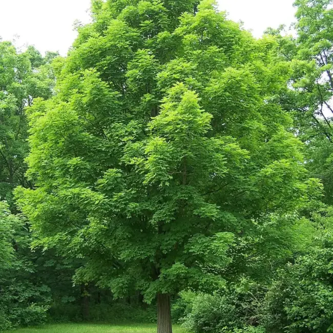 Sugar Maple Seeds - Image 4