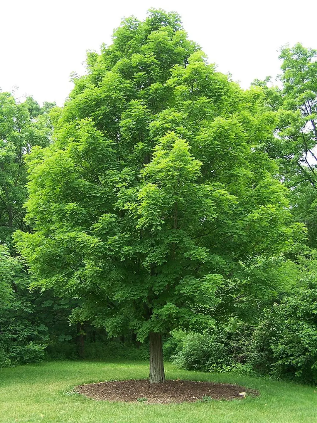 Sugar Maple Seeds - Image 4