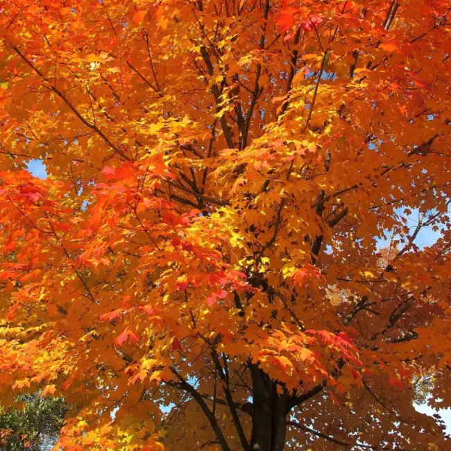 Sugar Maple Seeds - Image 2