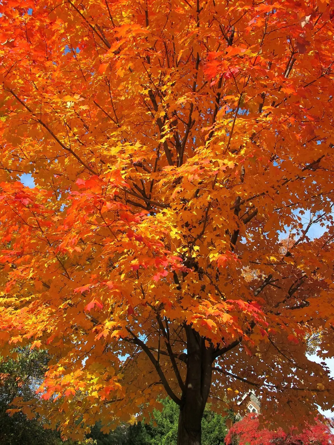 Sugar Maple Seeds - Image 2