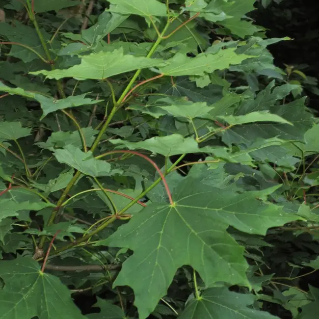 Sugar Maple Seeds - Image 3