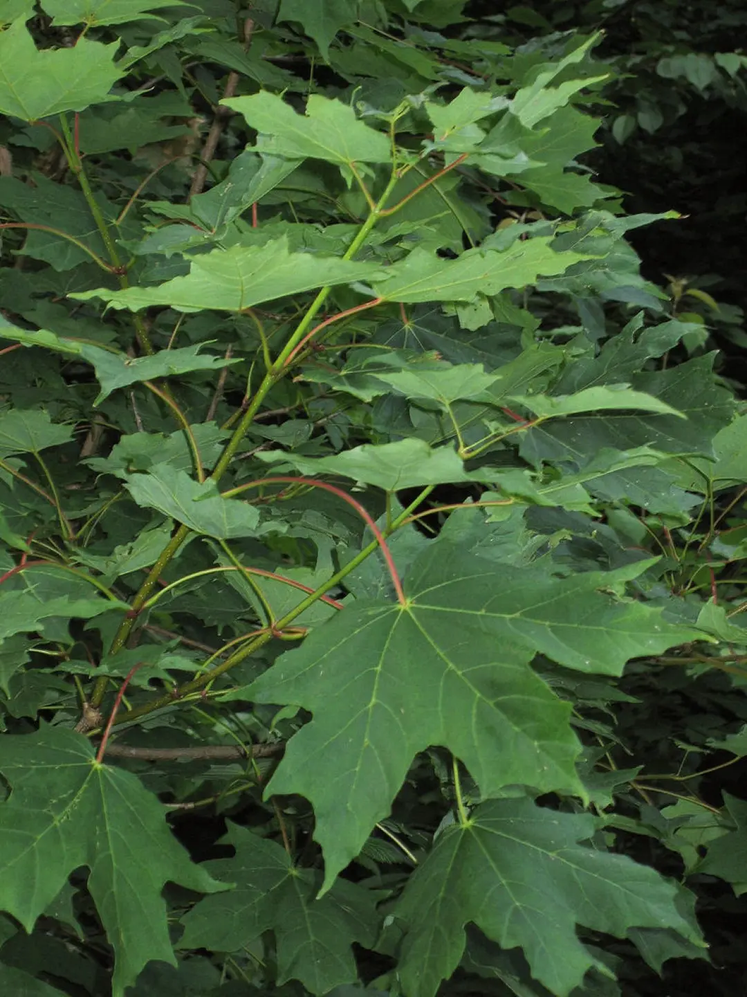 Sugar Maple Seeds - Image 3