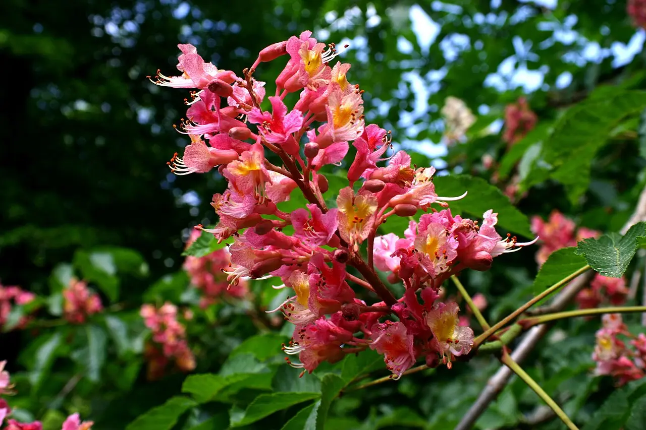 Red Horse Chestnut Seeds - Image 3
