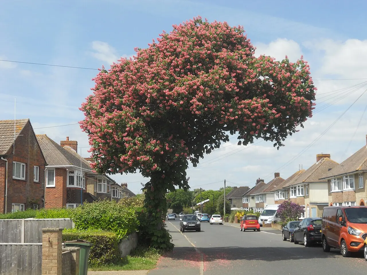 Red Horse Chestnut Seeds - Image 2