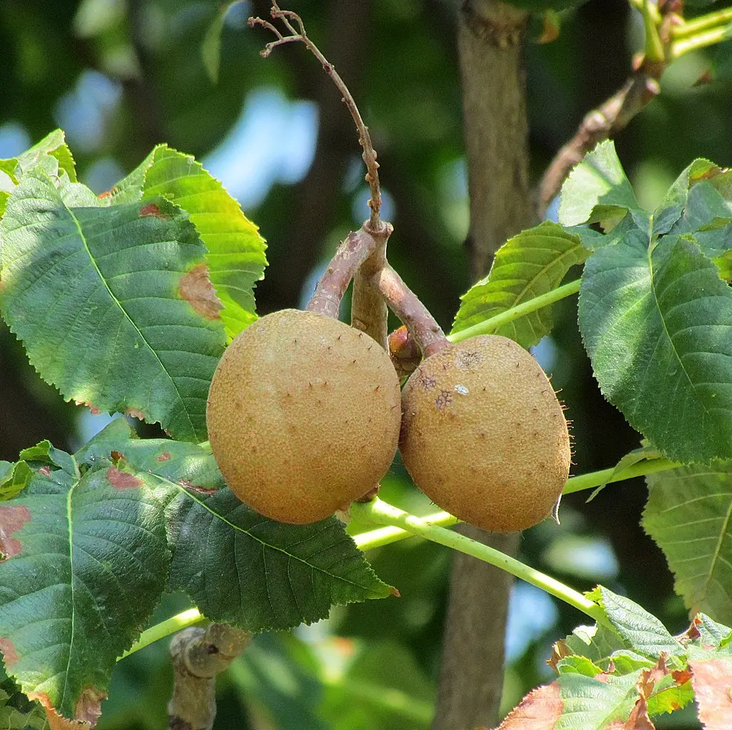 Red Horse Chestnut Seeds