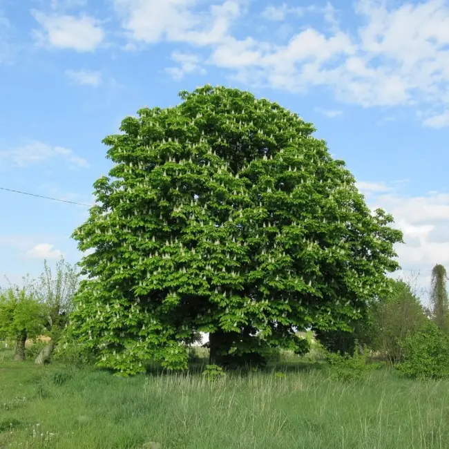 Horse Chestnut Seeds - Image 2