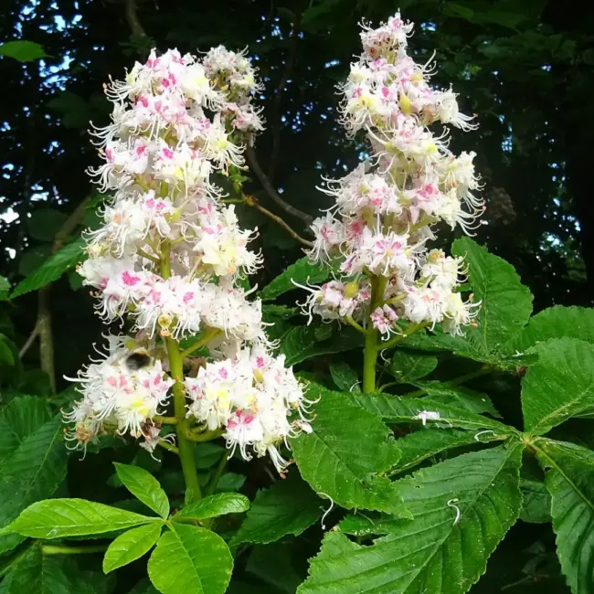 Horse Chestnut Seeds - Image 3