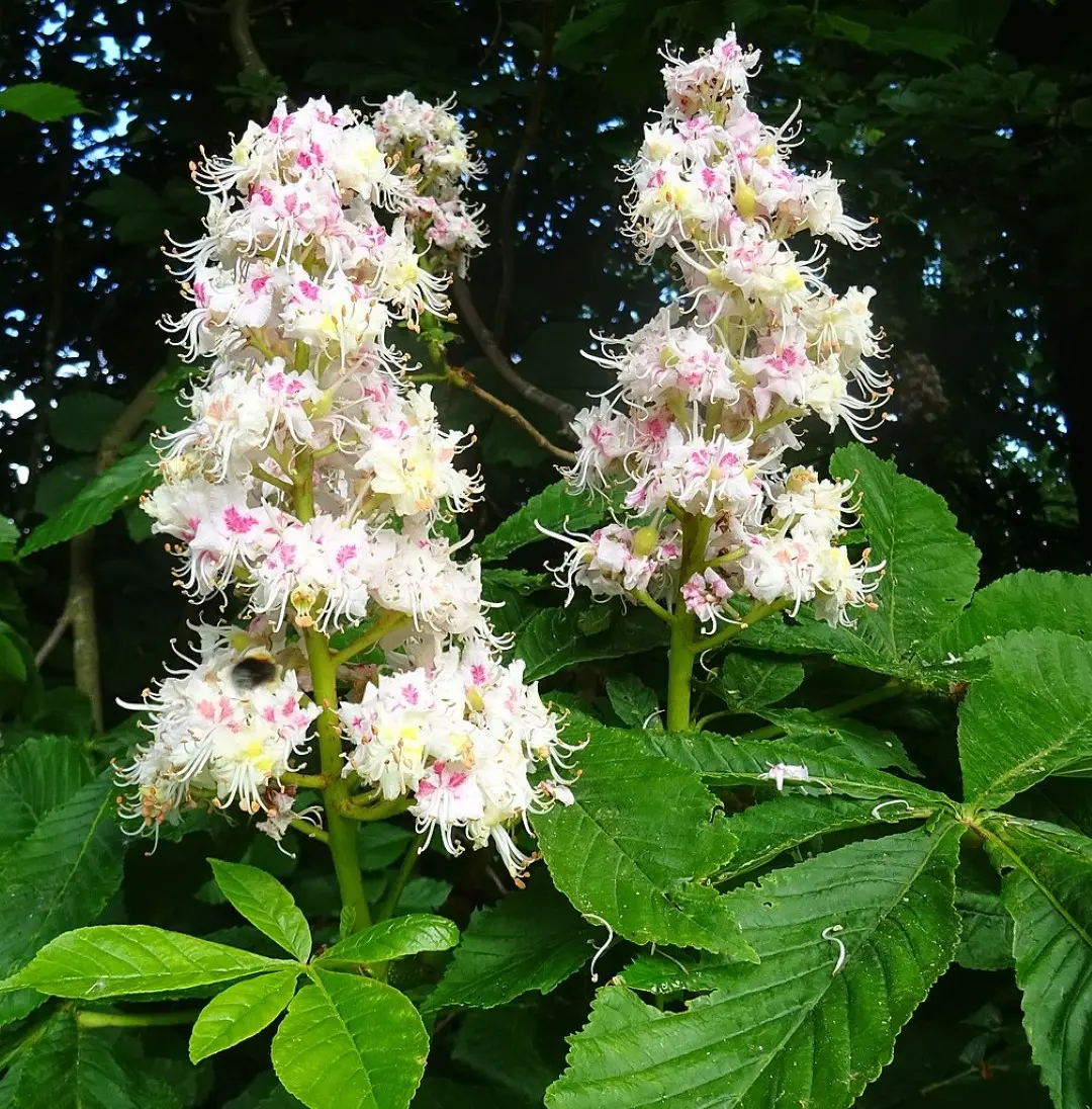 Horse Chestnut Seeds - Image 3