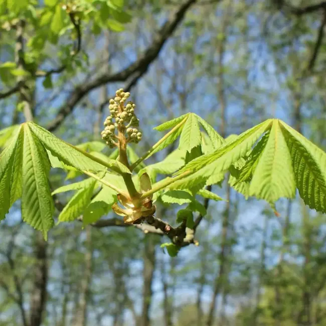 Horse Chestnut Seeds - Image 4
