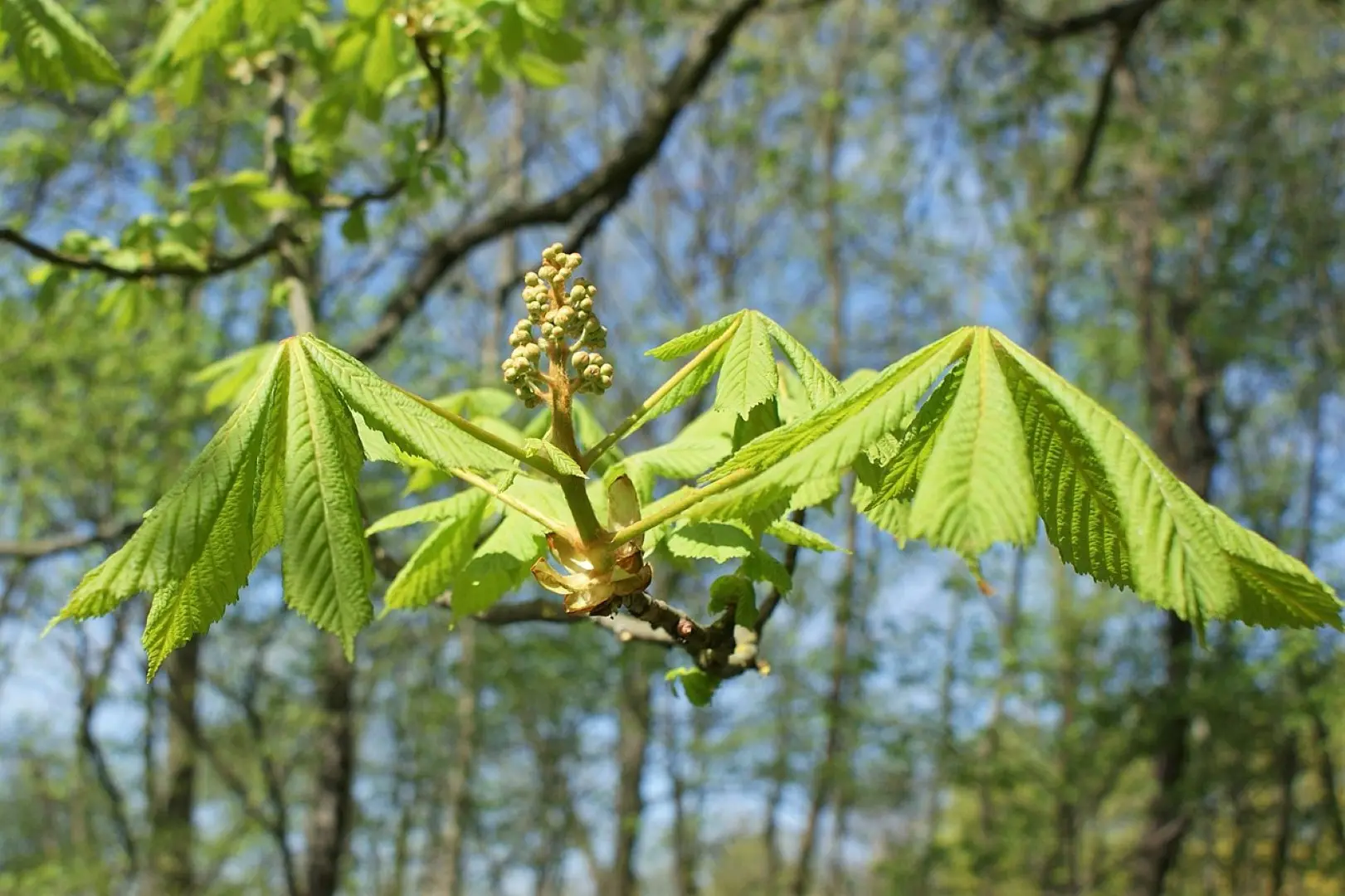 Horse Chestnut Seeds - Image 4