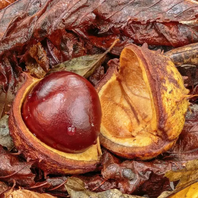 Horse Chestnut Seeds