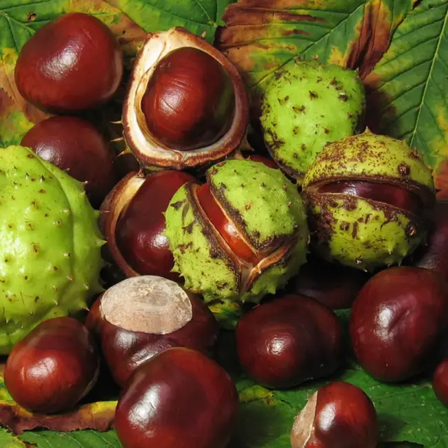 Horse Chestnut Seeds - Image 5