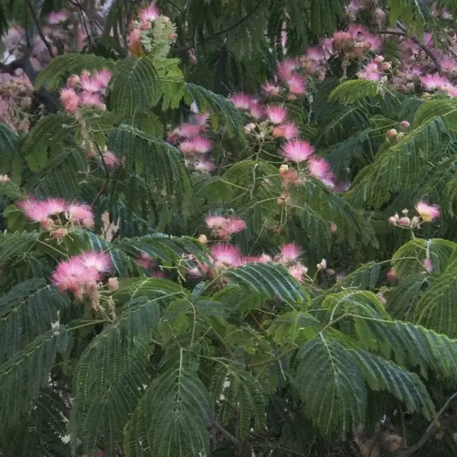 Persian Silk Tree Seeds - Image 8