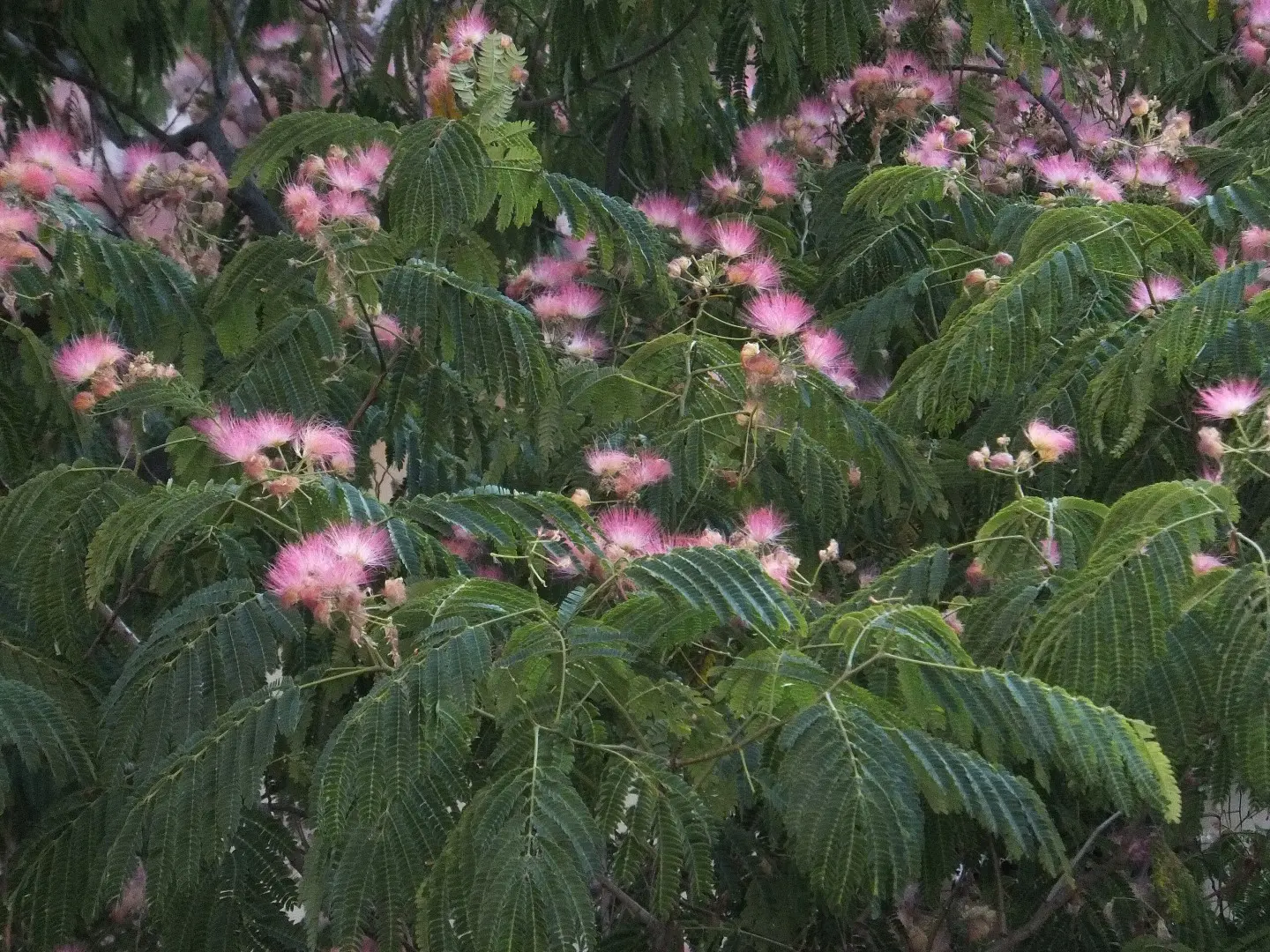 Persian Silk Tree Seeds - Image 7