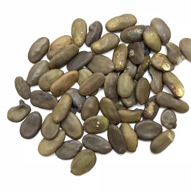 Persian Silk Tree Seeds - Image 9