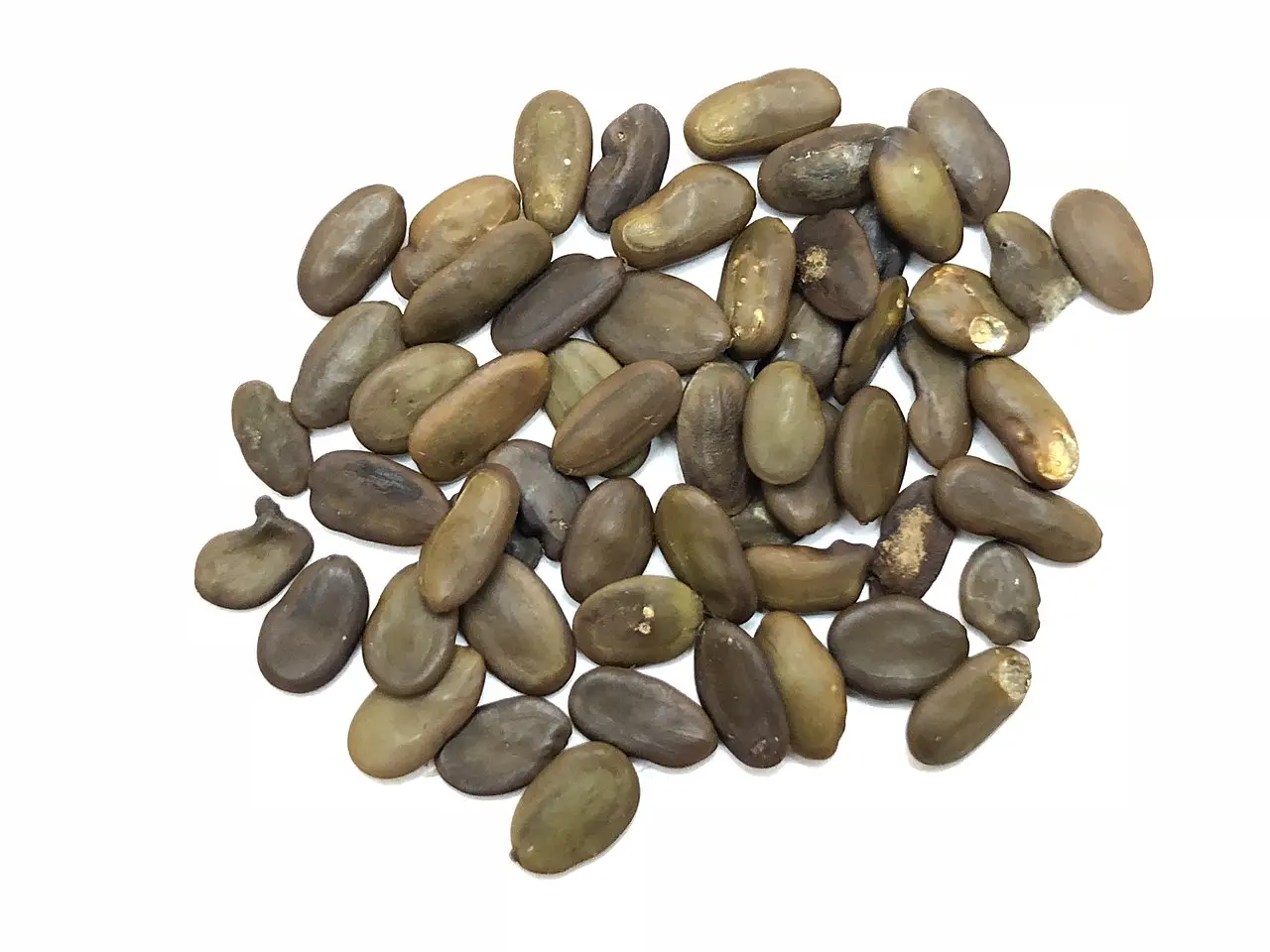 Persian Silk Tree Seeds - Image 8