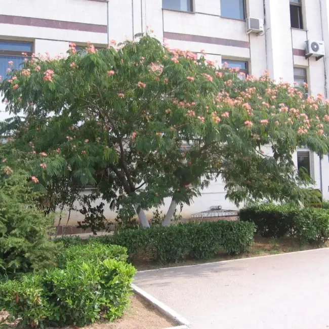 Persian Silk Tree Seeds - Image 7
