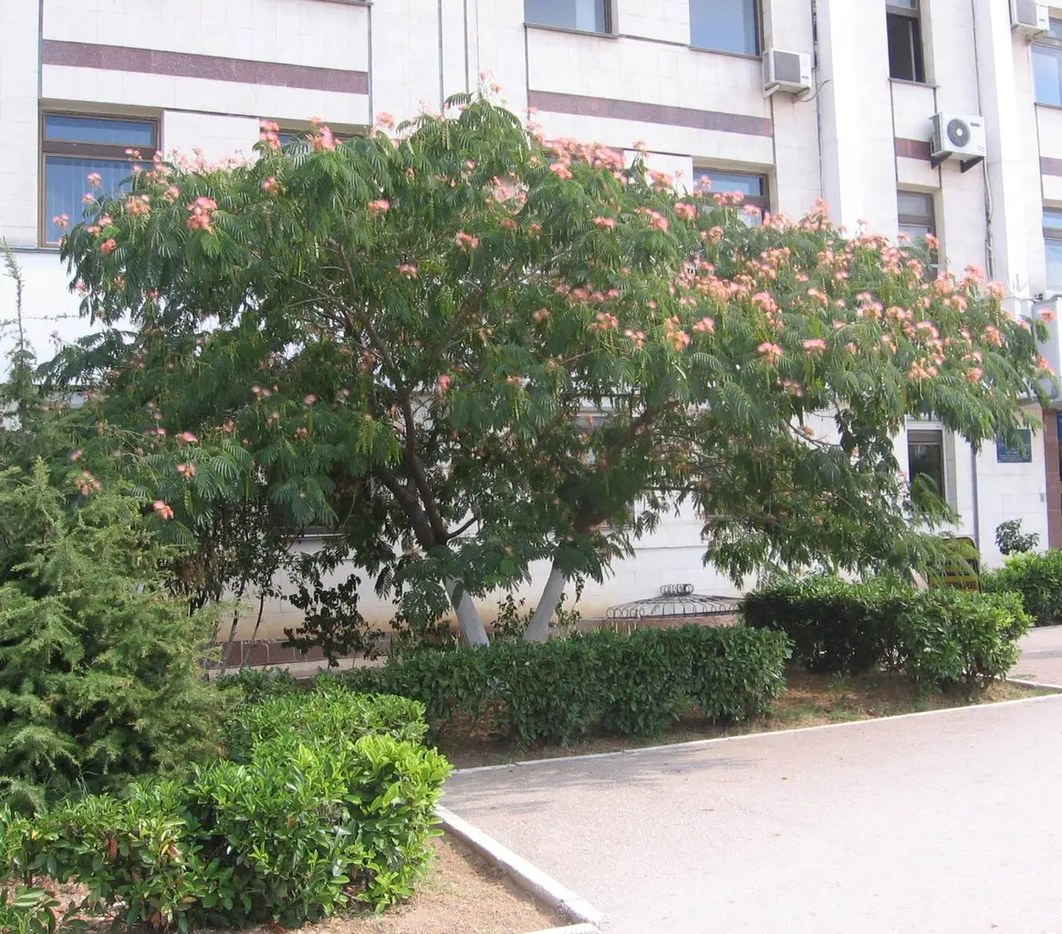 Persian Silk Tree Seeds - Image 6