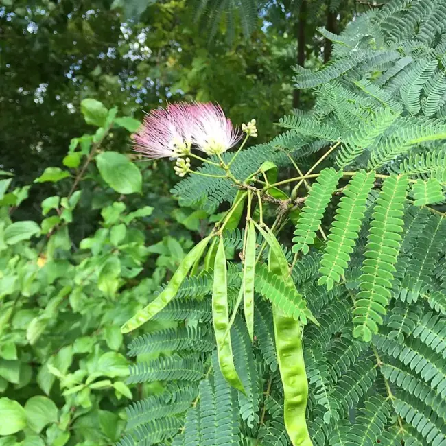 Persian Silk Tree Seeds