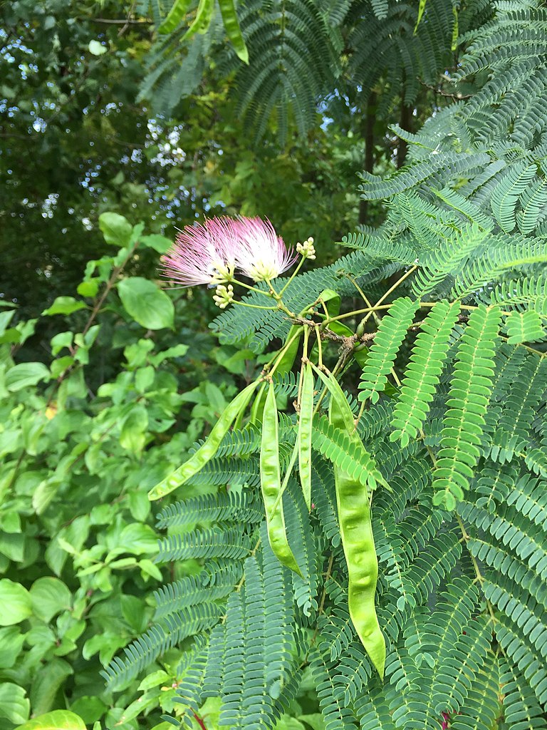 albizia-julibrissin-seeds-persian-silk-trees-shaw-green-trees