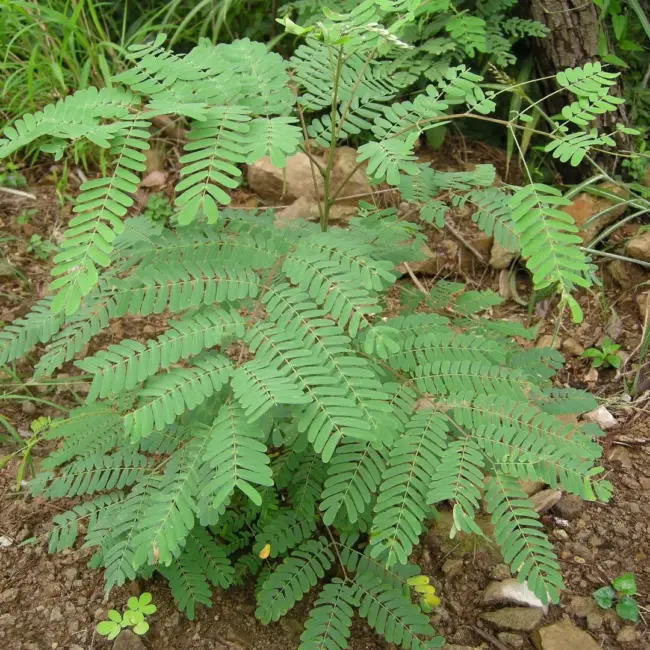 Kalkora Mimosa Seeds - Image 3
