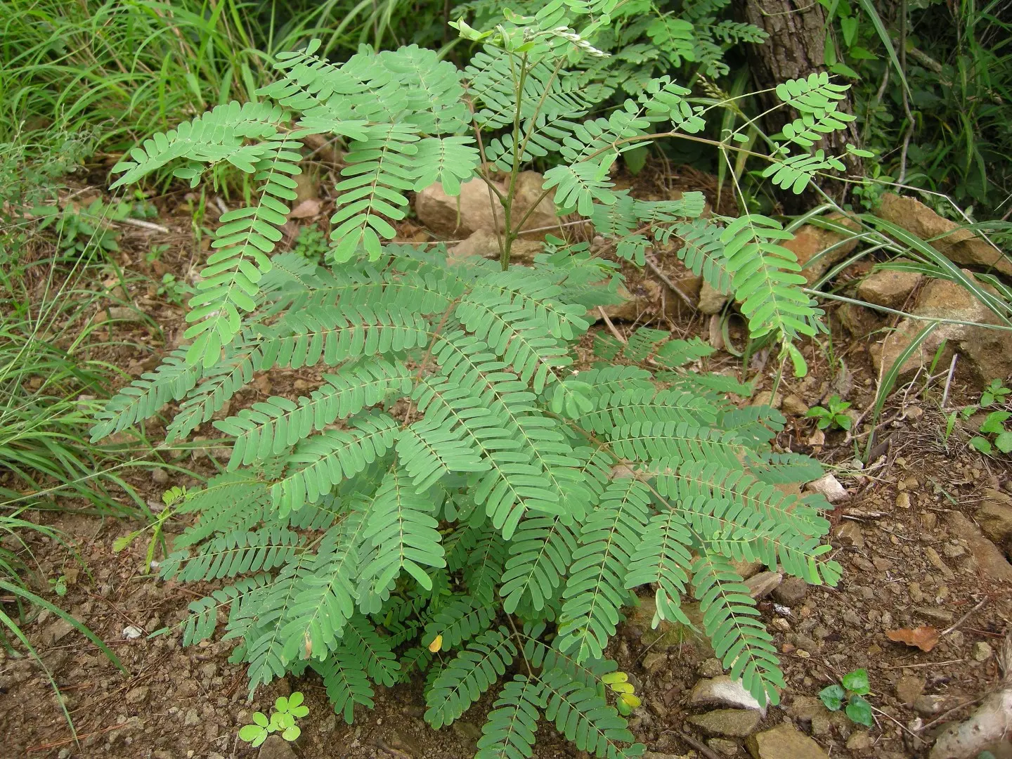 Kalkora Mimosa Seeds - Image 3