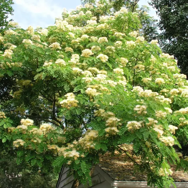 Kalkora Mimosa Seeds - Image 2