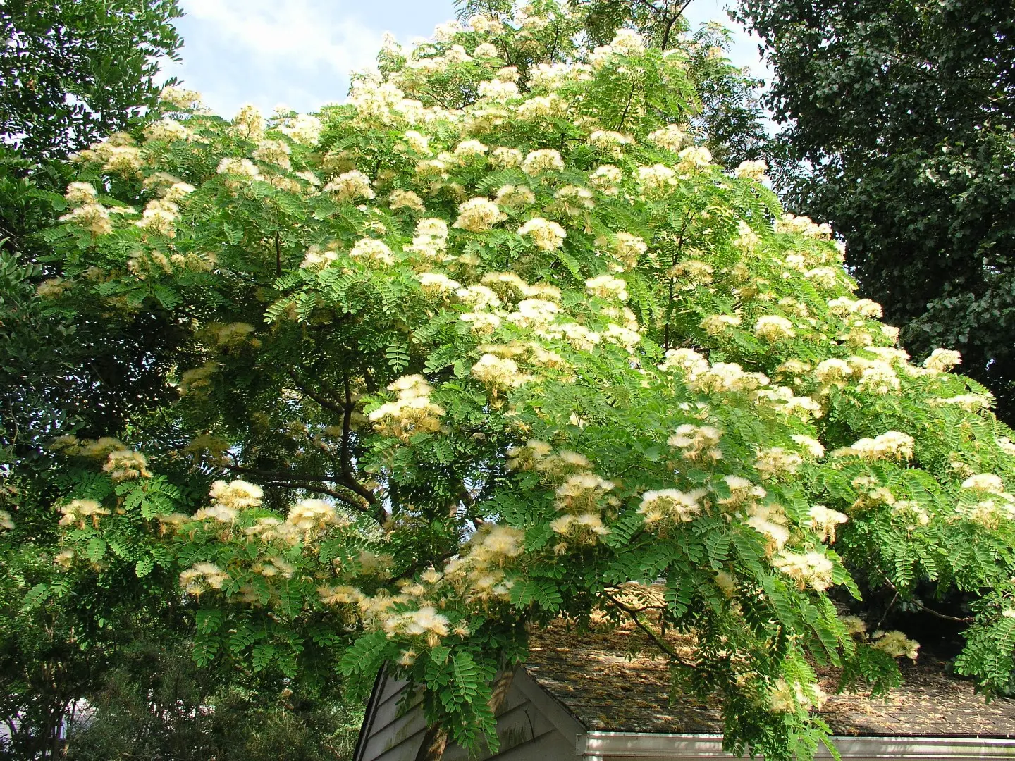 Kalkora Mimosa Seeds - Image 2