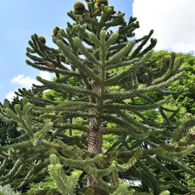 Monkey Puzzle Seeds - Image 6