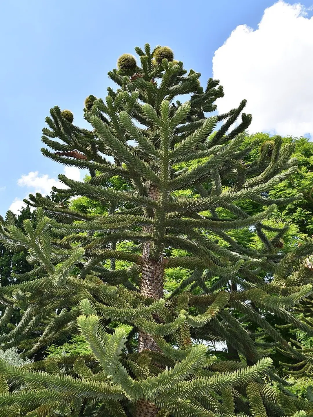 Monkey Puzzle Seeds - Image 6