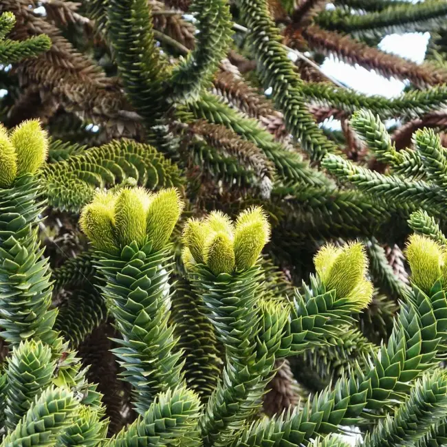 Monkey Puzzle Seeds