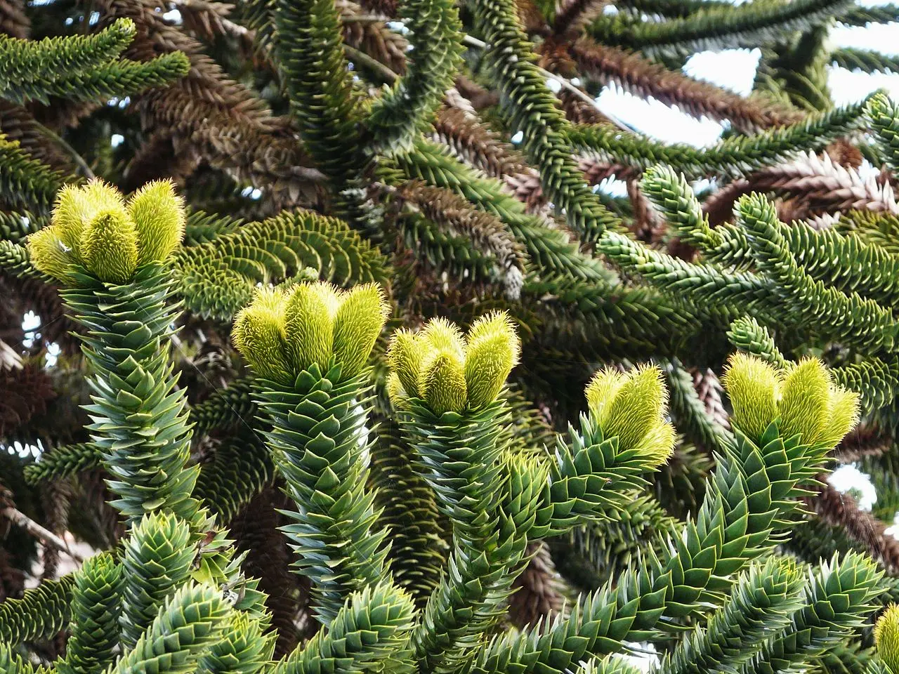 Monkey Puzzle Seeds