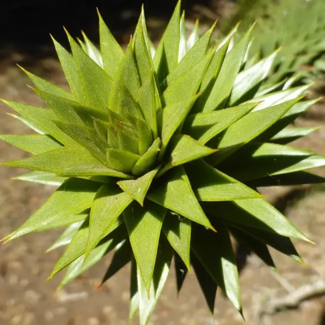 Monkey Puzzle Seeds - Image 3