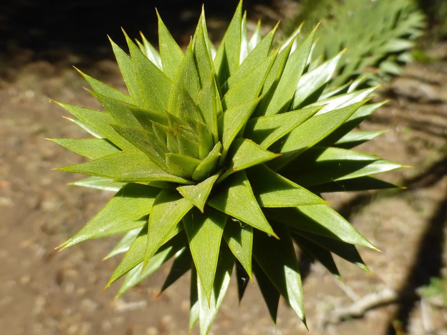 Monkey Puzzle Seeds - Image 3