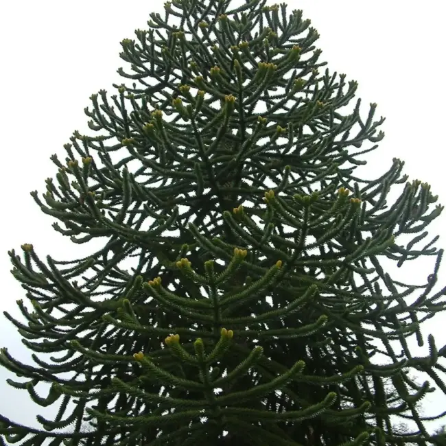 Monkey Puzzle Seeds - Image 4