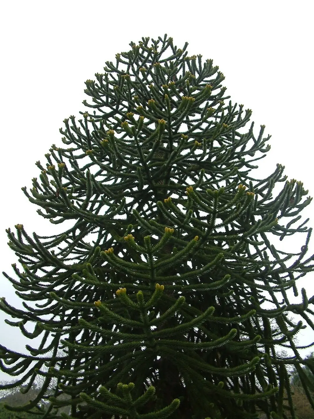 Monkey Puzzle Seeds - Image 4