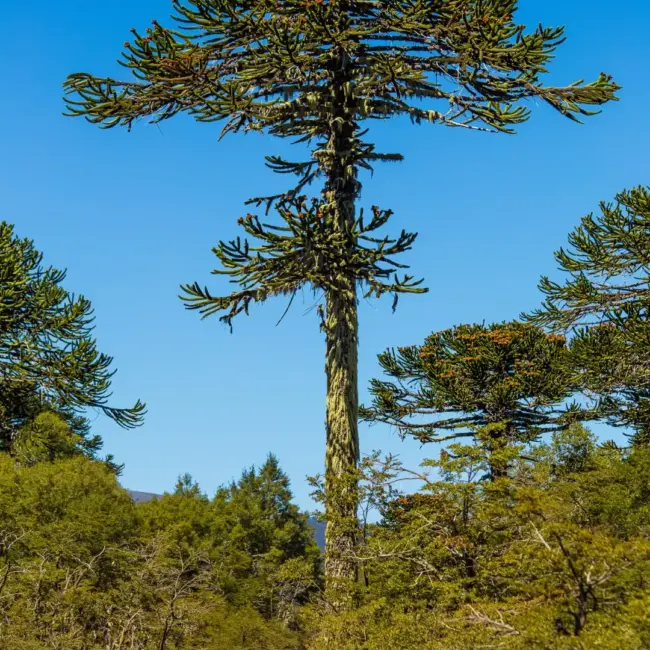 Monkey Puzzle Seeds - Image 5
