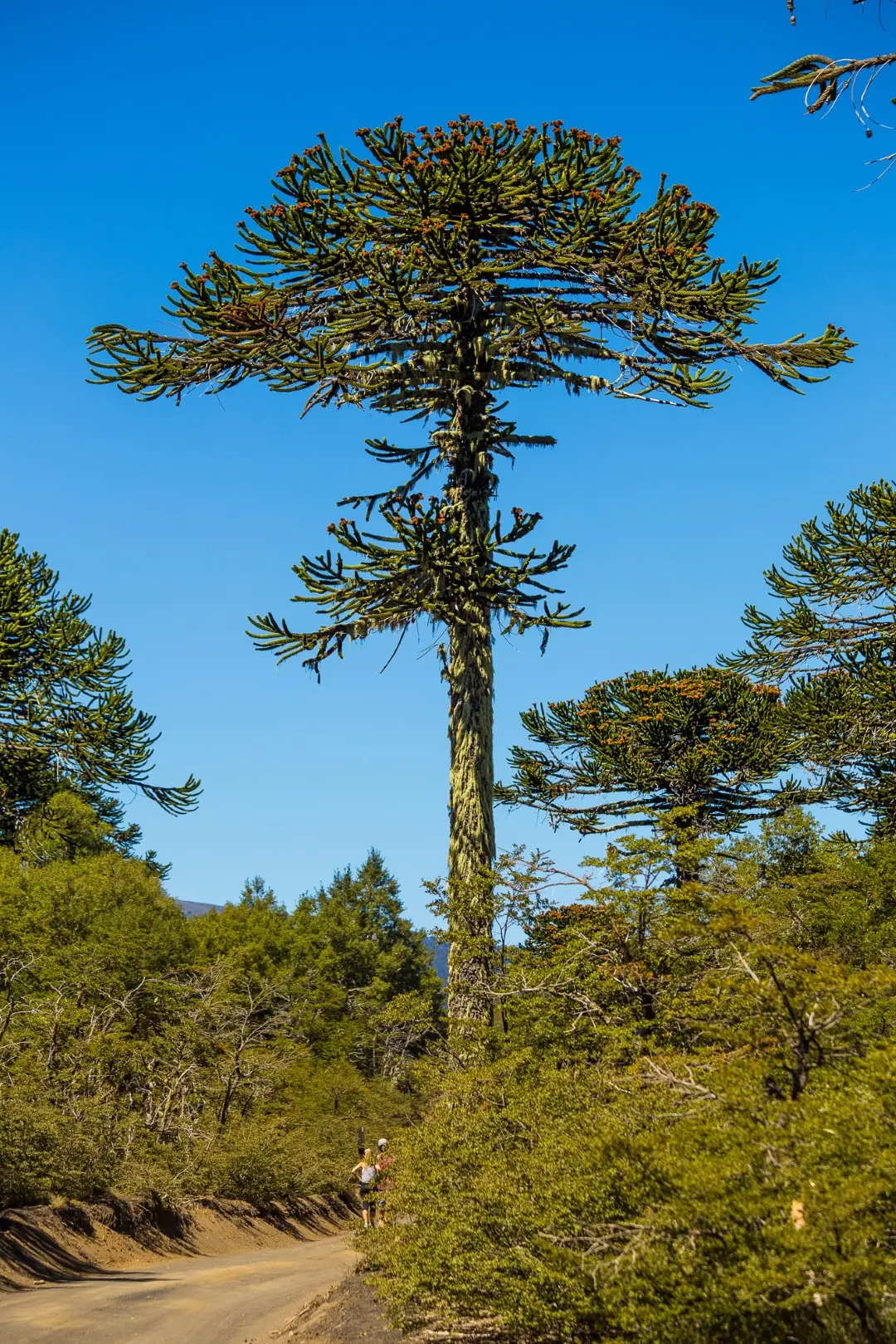 Monkey Puzzle Seeds - Image 5