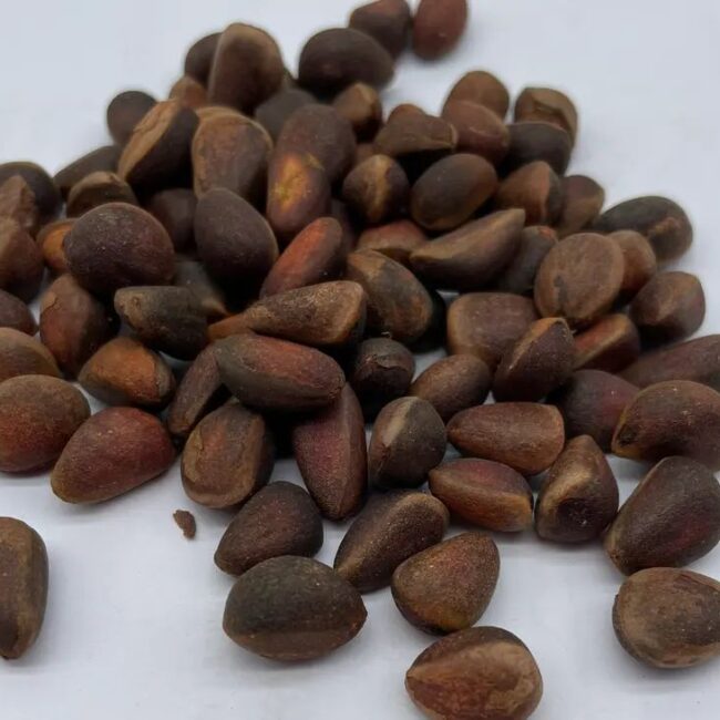 Arolla / Swiss Pine Seeds - Image 4