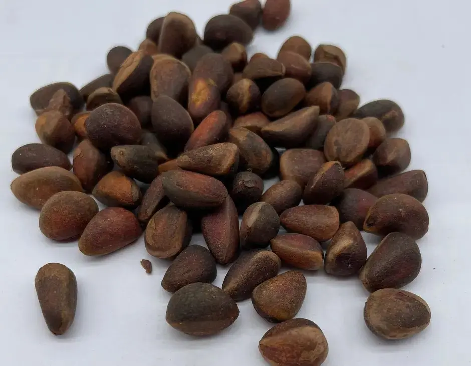 Arolla / Swiss Pine Seeds - Image 4