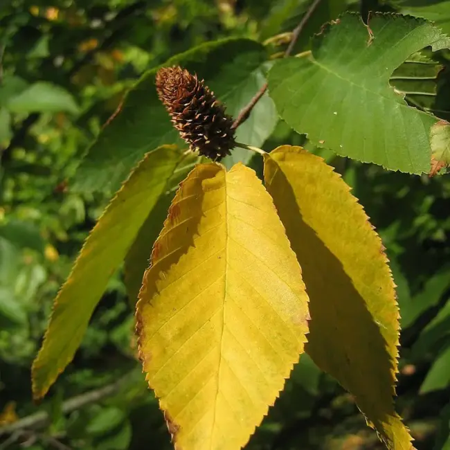 Black / Sweet Birch Seeds